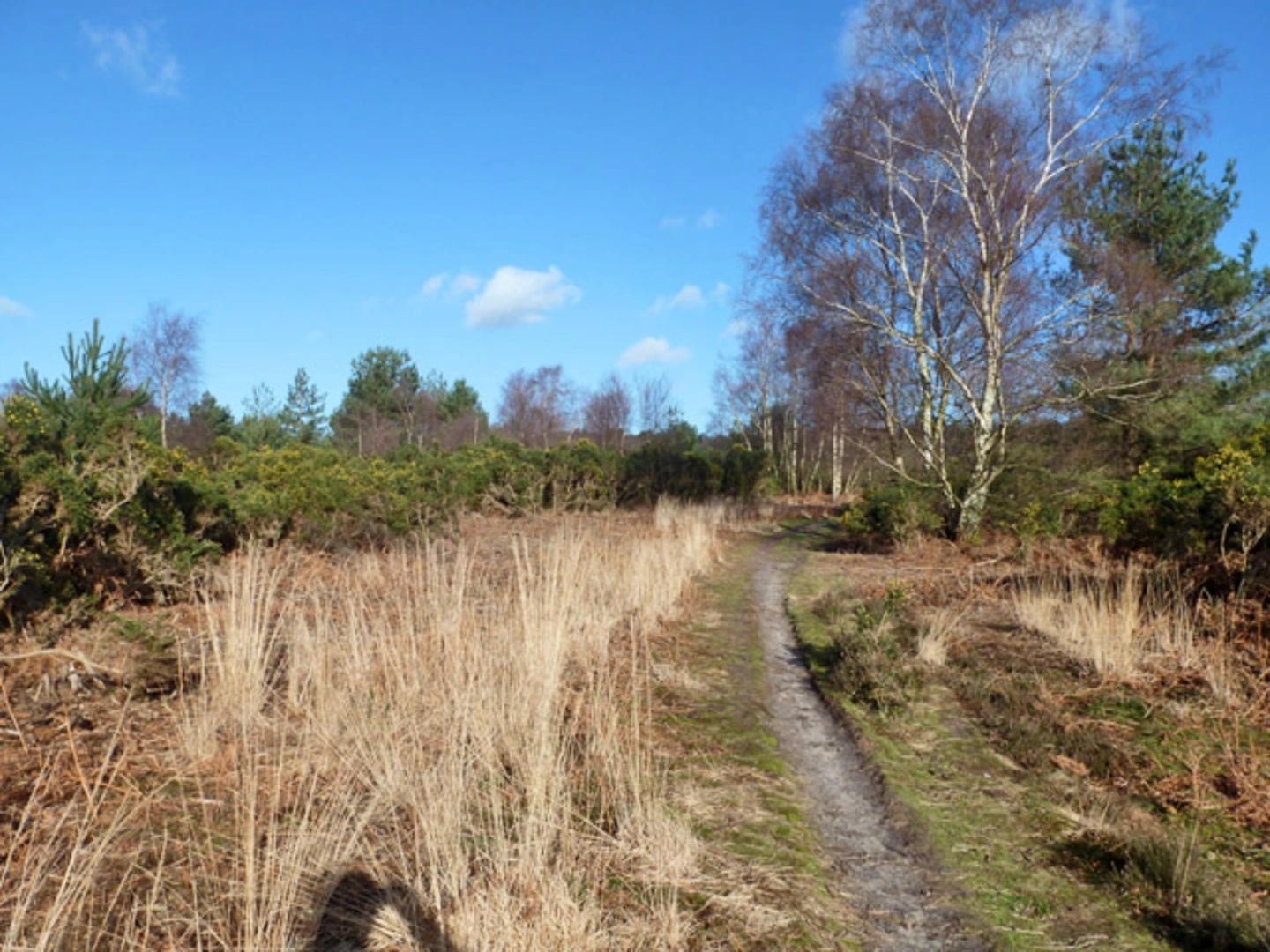 An image depicting the trail Ludshott Common and Headley Down Loop and its surrounding area.