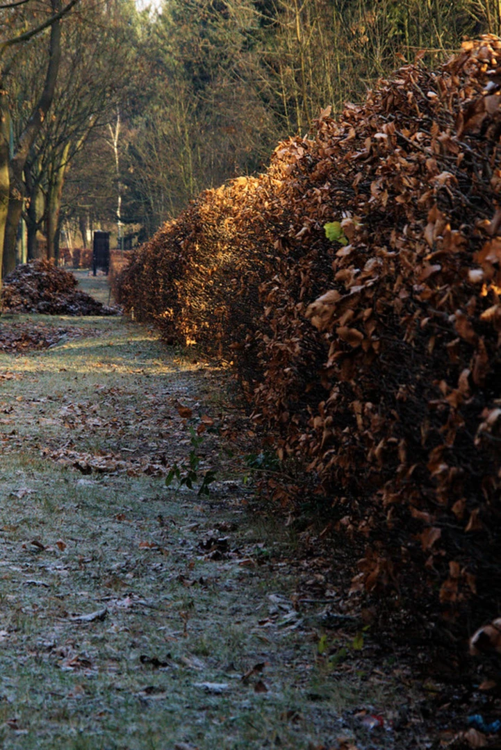 An image depicting the trail Hassenbach Loop and its surrounding area.