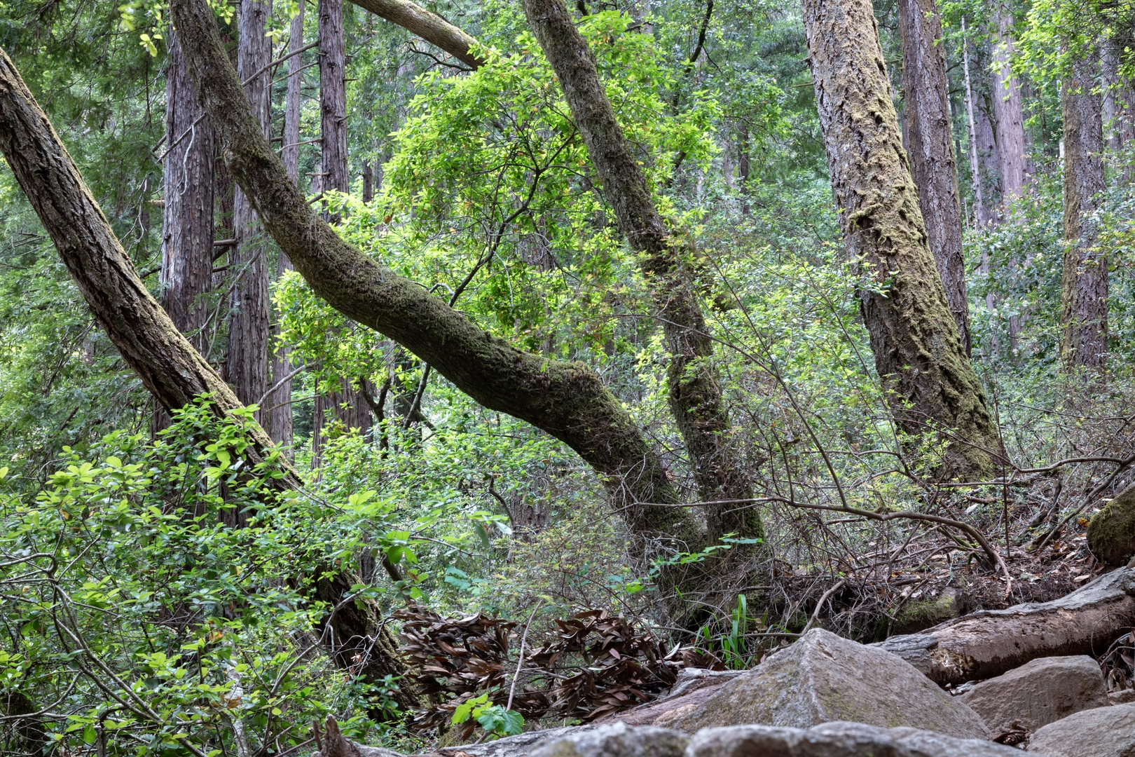 An image depicting the trail River Grove and Ox Trail and its surrounding area.