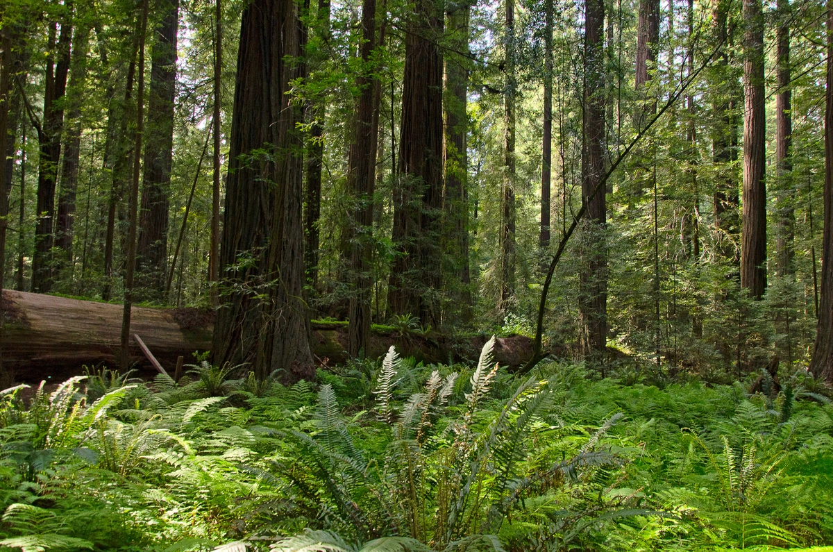 Founder's Grove Loop Trail
