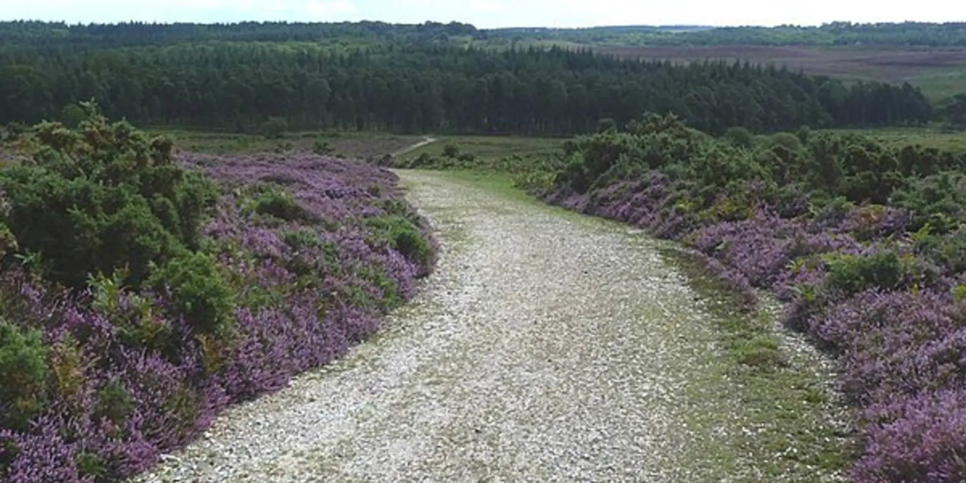 An image depicting the trail Frogham and the Hampton Ridge and its surrounding area.