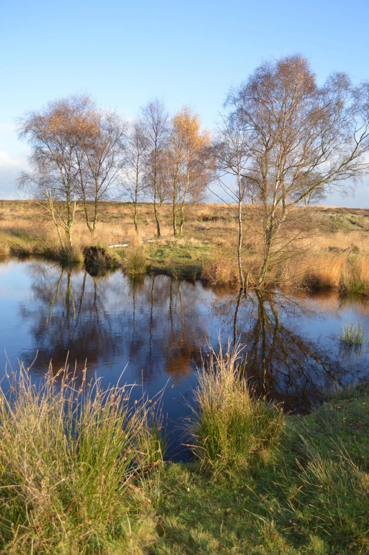 An image depicting the trail Glacial Boulder Loop - Brocton and its surrounding area.