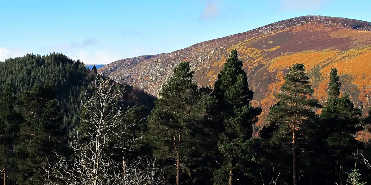 Derrybawn Woodland Trail - Glendalough