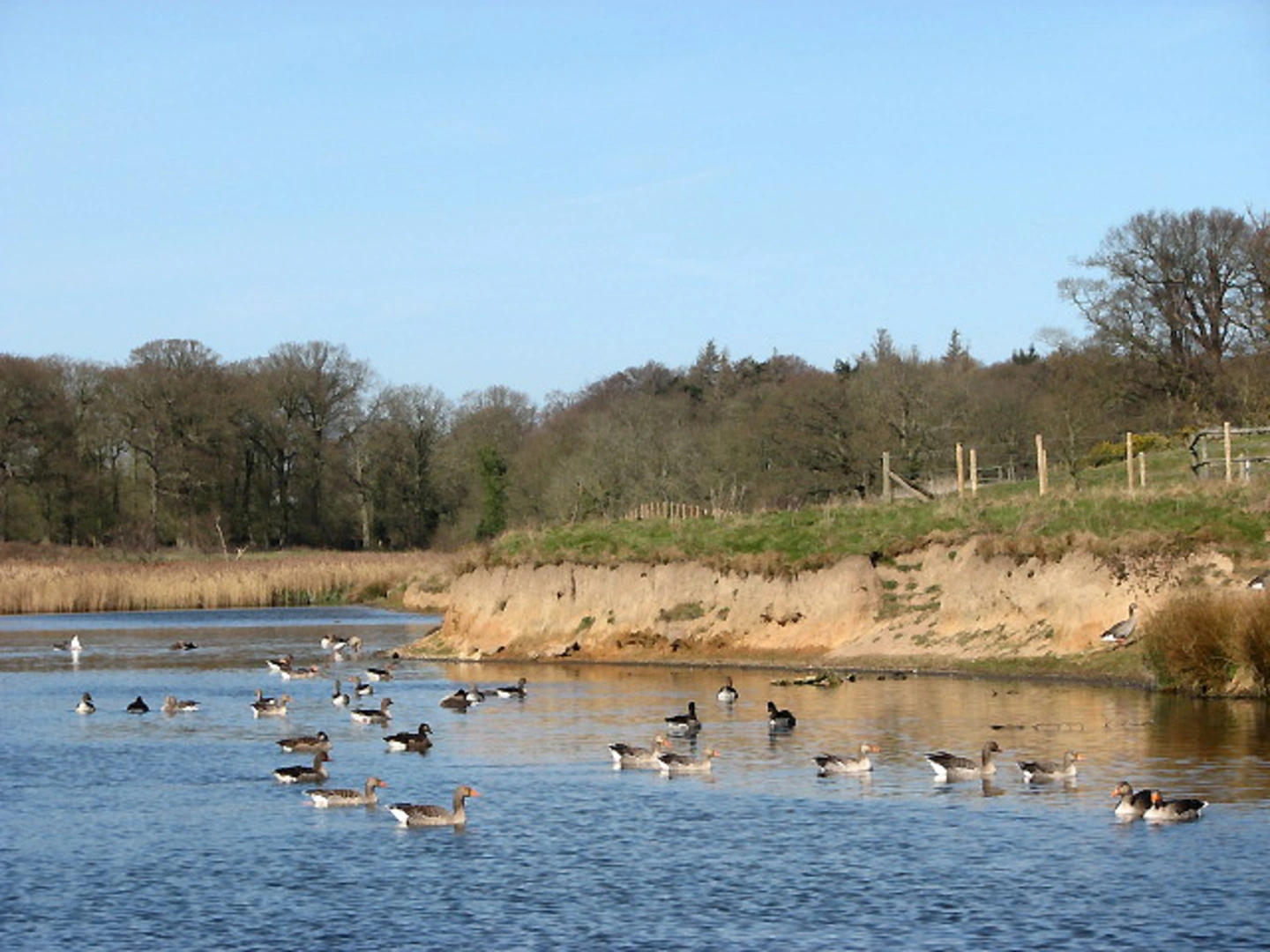 An image depicting the trail Cromer to Felbrigg Loop via Felbrigg Pond and its surrounding area.