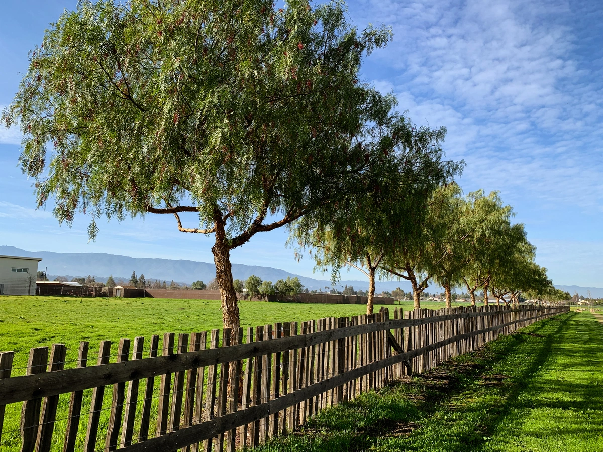 Martial Cottle Park Loop