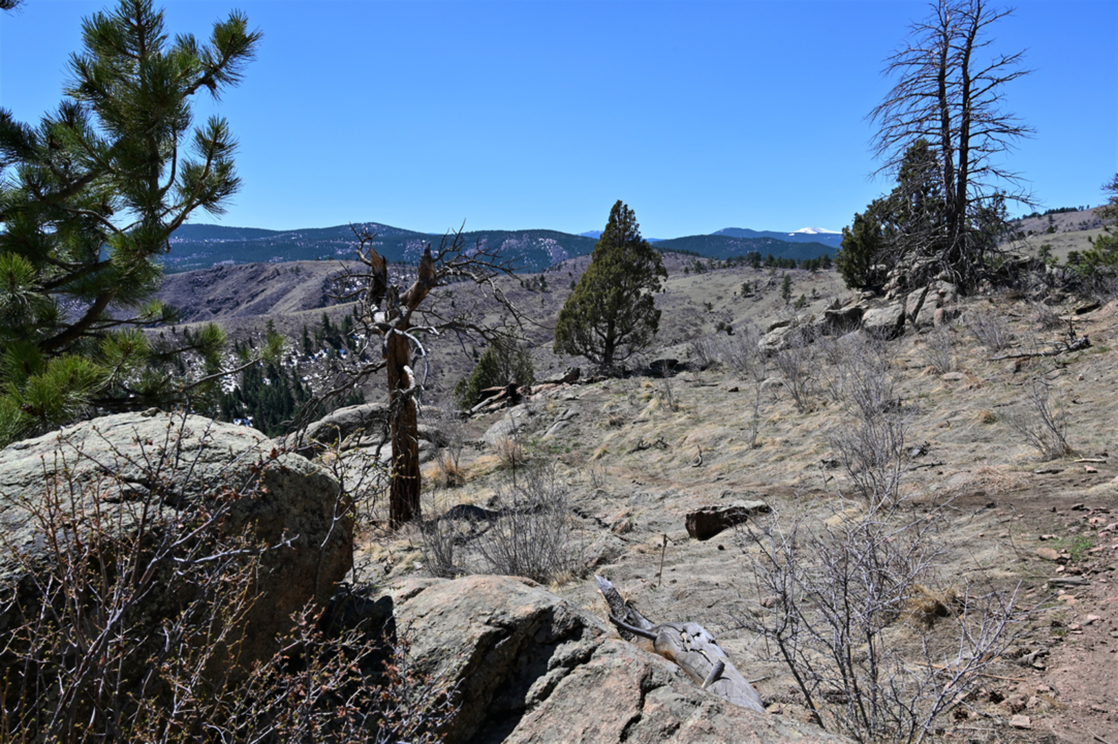 An image depicting the trail Mount Galbraith Loop and its surrounding area.