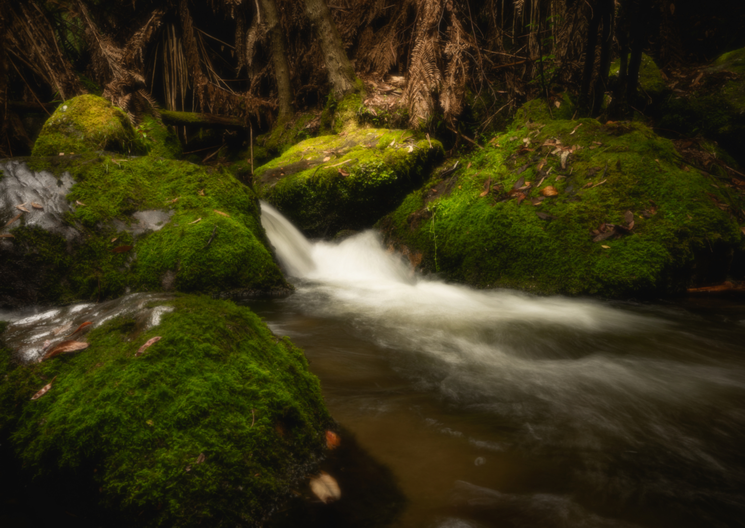 An image depicting the trail Fainter and Spion Kopje Firetrail Circuit Trail and its surrounding area.