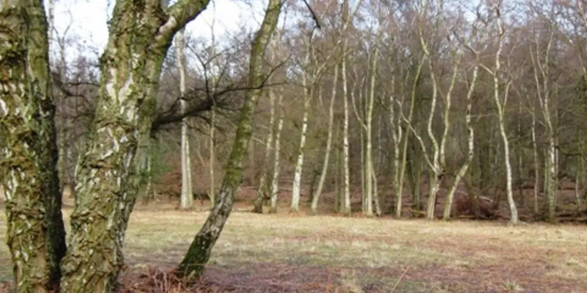 Old Copse and Thunderdell Wood Walk