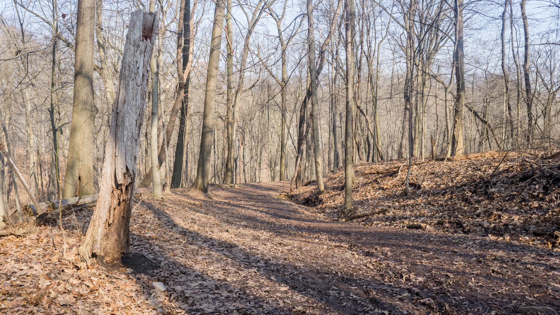 An image depicting the trail Frick Park - Riverview Hill Loop Trail and its surrounding area.