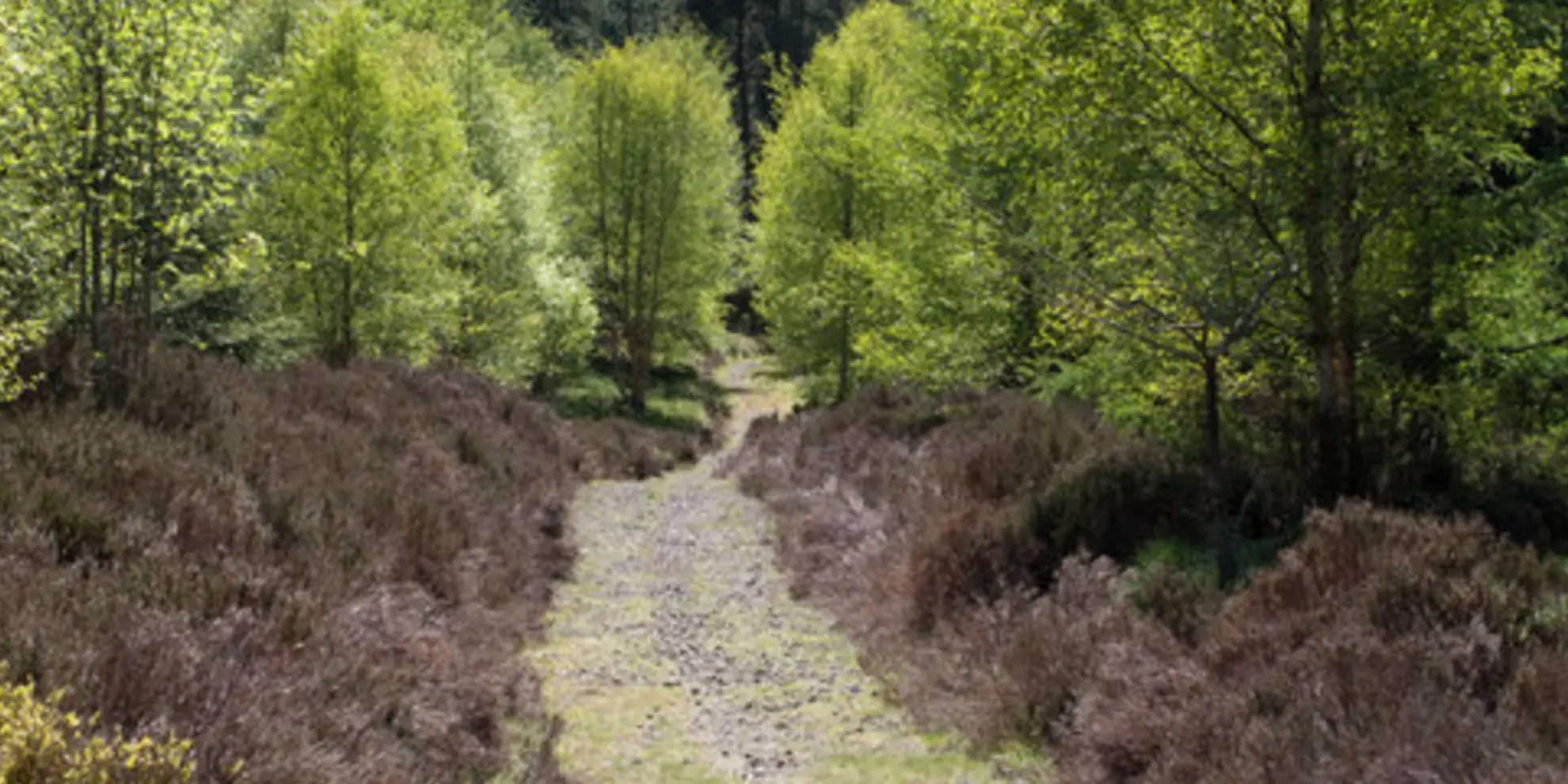 An image depicting the trail Hamsterley from Middleton-in-Teesdale and its surrounding area.