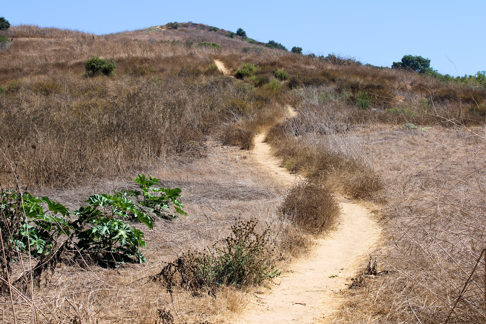 An image depicting the trail Arroyo San Miguel Trail and its surrounding area.