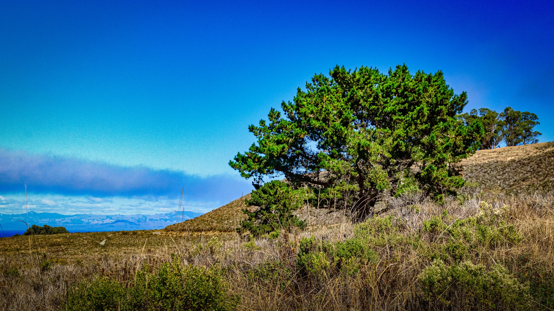 An image depicting the trail Coon Creek Trail and Rattlesnake Flats Trail Loop and its surrounding area.