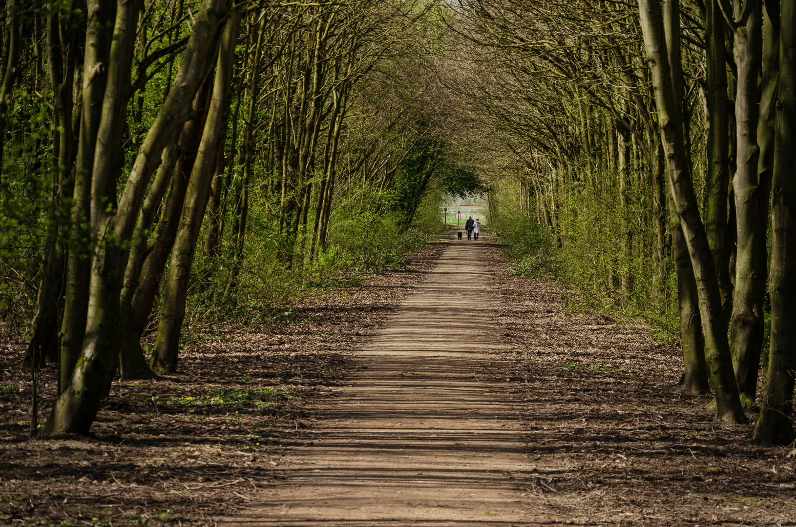 An image depicting the trail Kasteel van Rhoon and De Huijters Loop and its surrounding area.