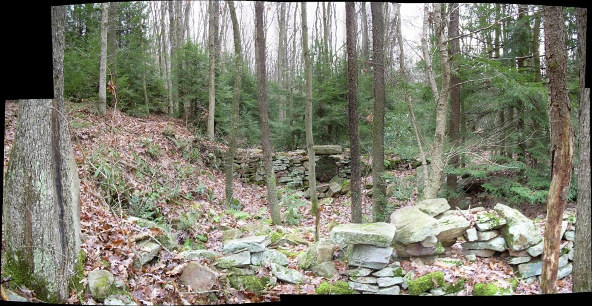 An image depicting the trail Tebolt Run Loop and its surrounding area.