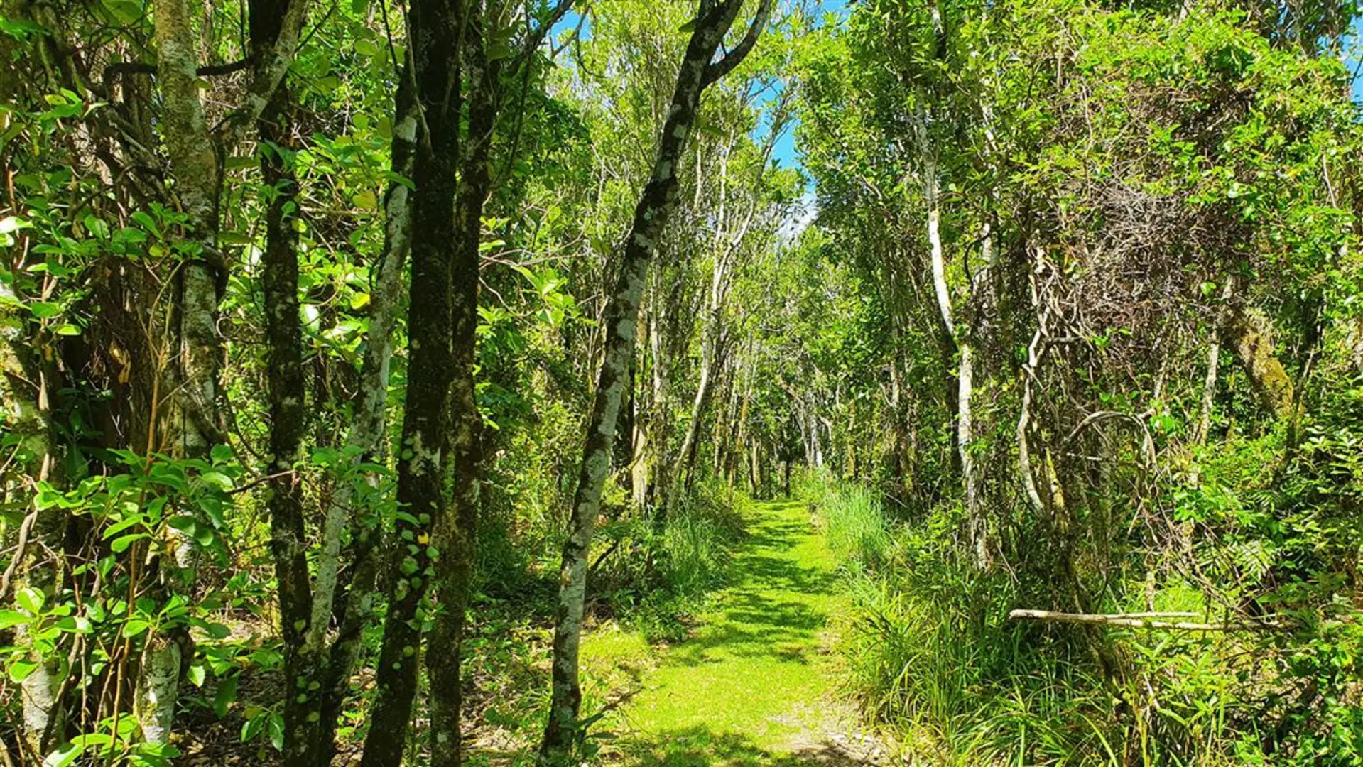 An image depicting the trail J M Barker - Hāpūpū - National Historic Reserve Walk and its surrounding area.