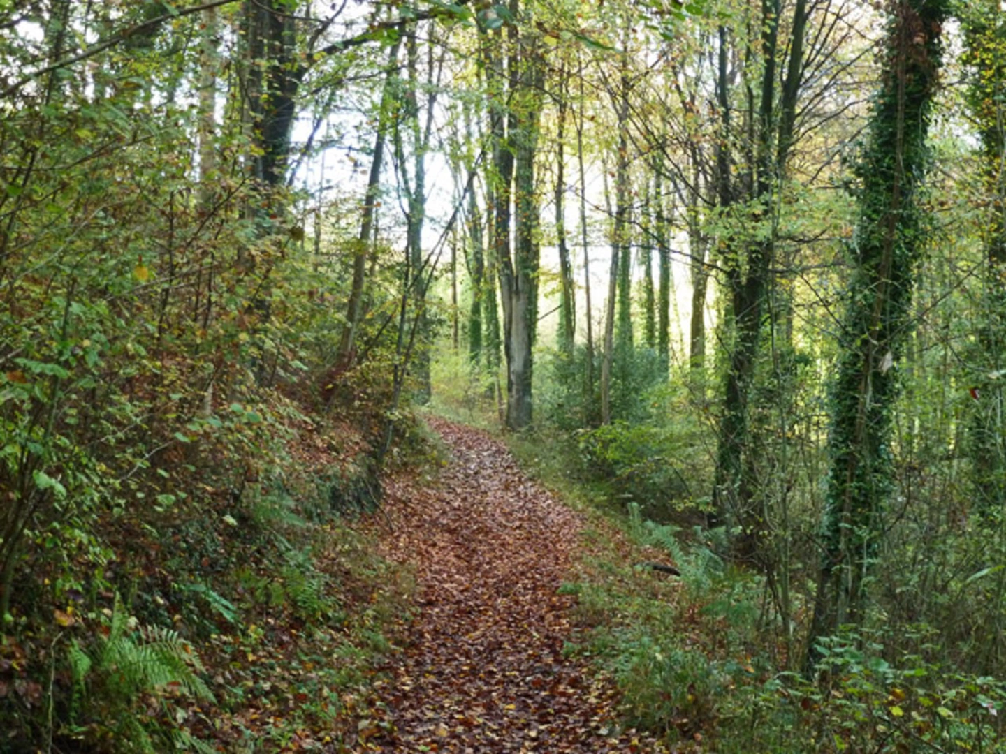 An image depicting the trail Queen Elizabeth COuntry Park Loop via War Down and its surrounding area.