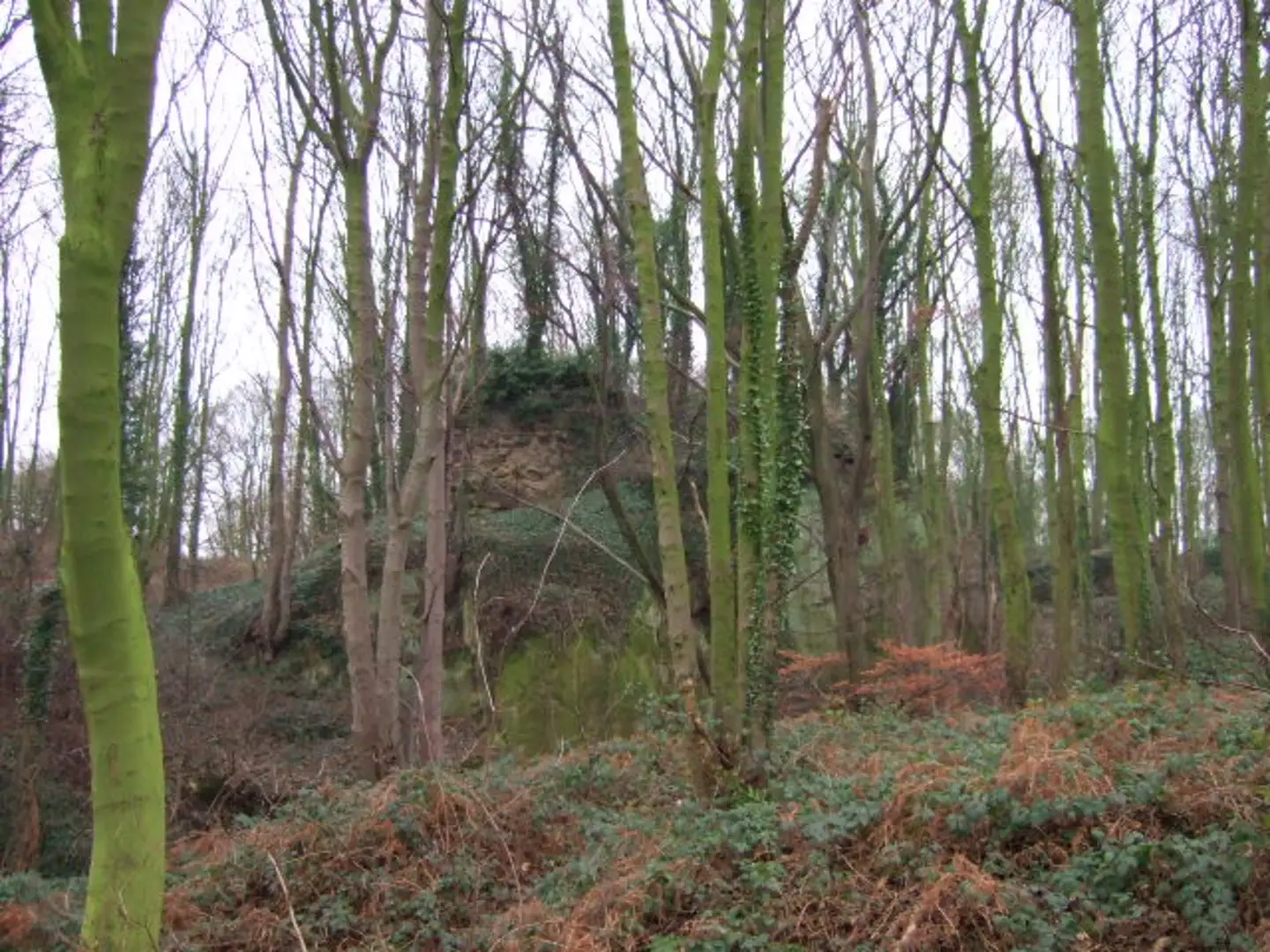 An image depicting the trail Castle Wood via Derby Nomad Way and its surrounding area.