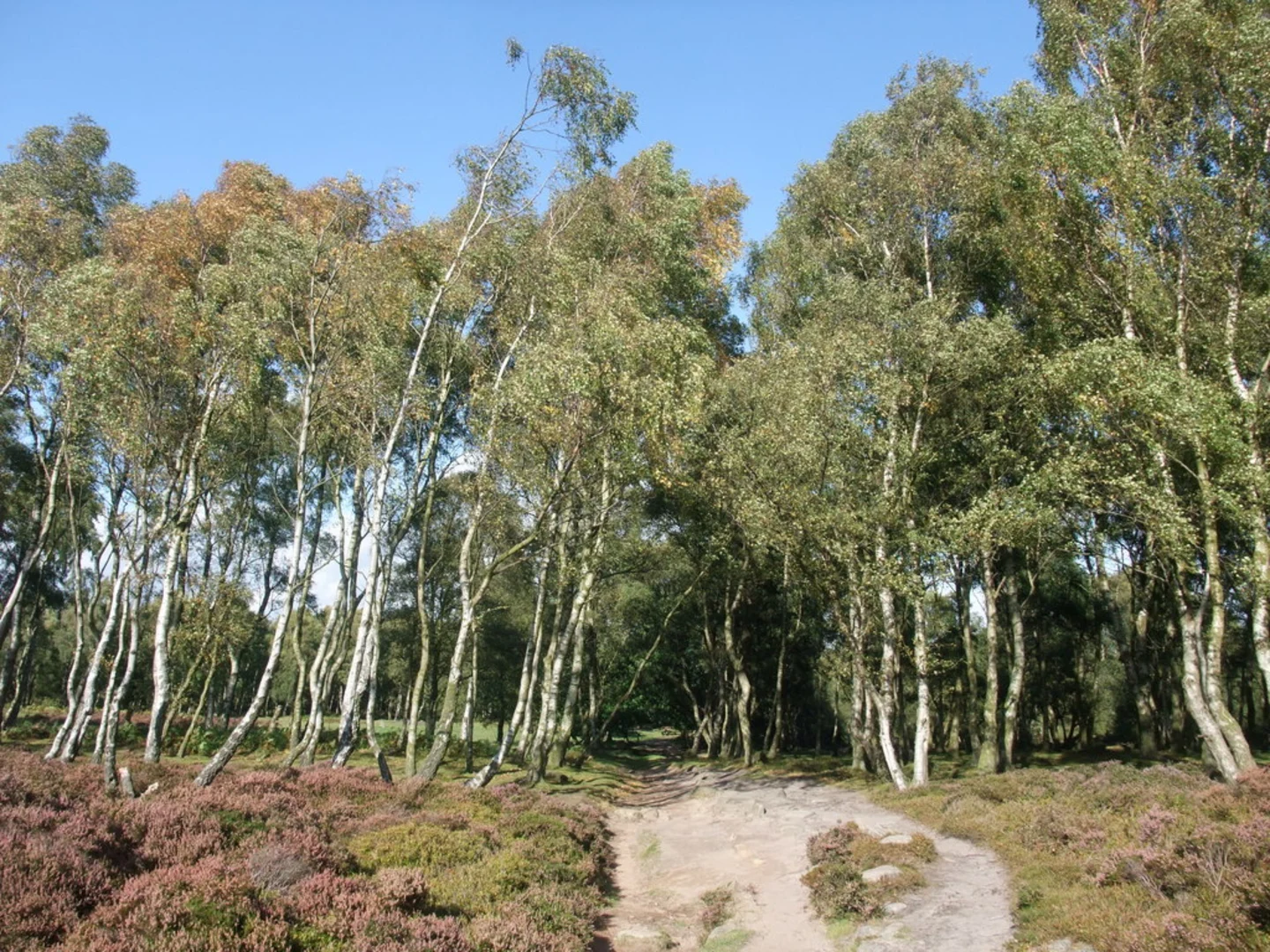 An image depicting the trail Stanton Moor Plantation Loop and its surrounding area.