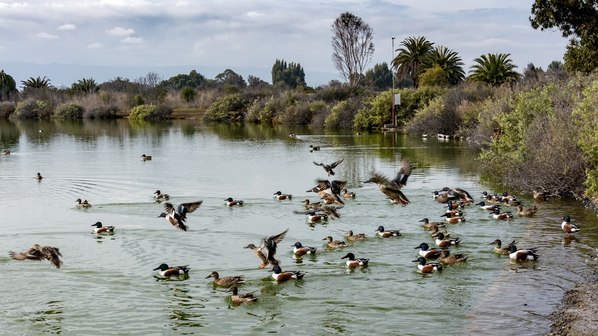 An image depicting the trail San Francisquito Creek Trail - Palo Alto Duck Pond and its surrounding area.