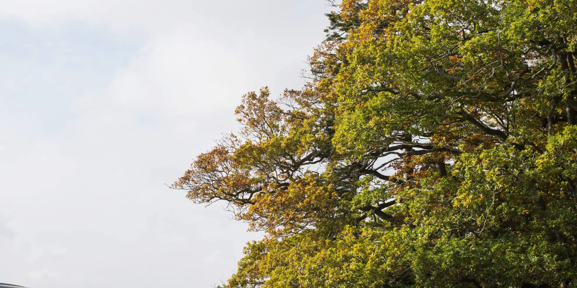 An image depicting the trail Dartington from Totnes Walk and its surrounding area.