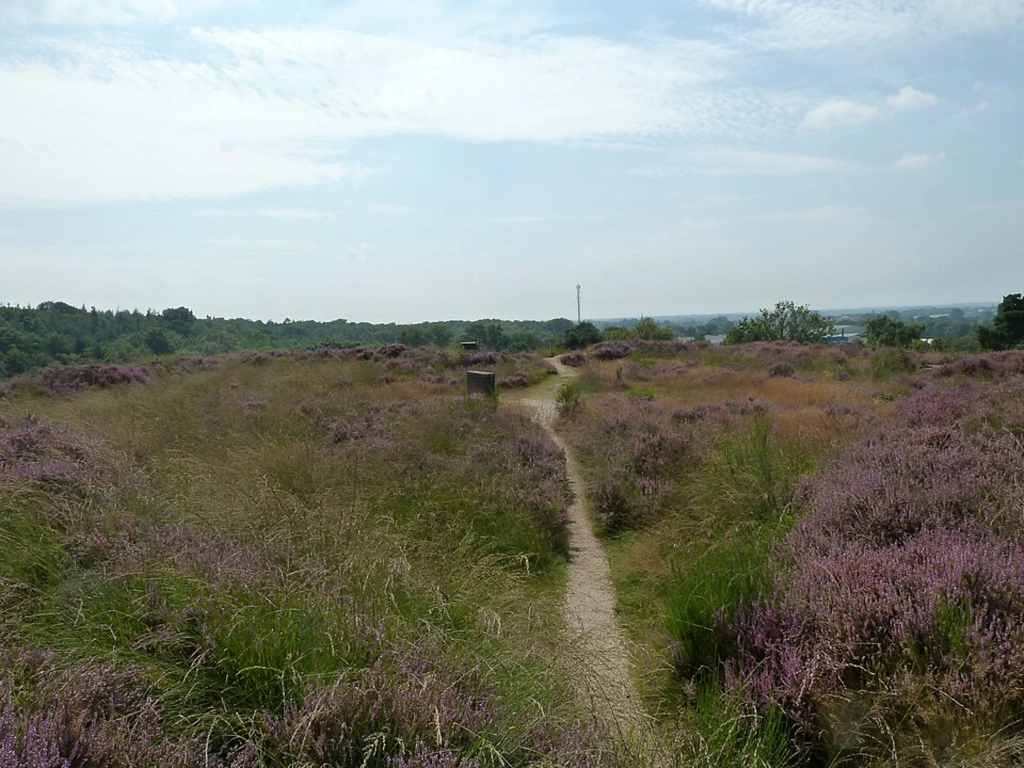 An image depicting the trail Mookerheide, Papenberg and Kasteel Mookerheide Loop and its surrounding area.