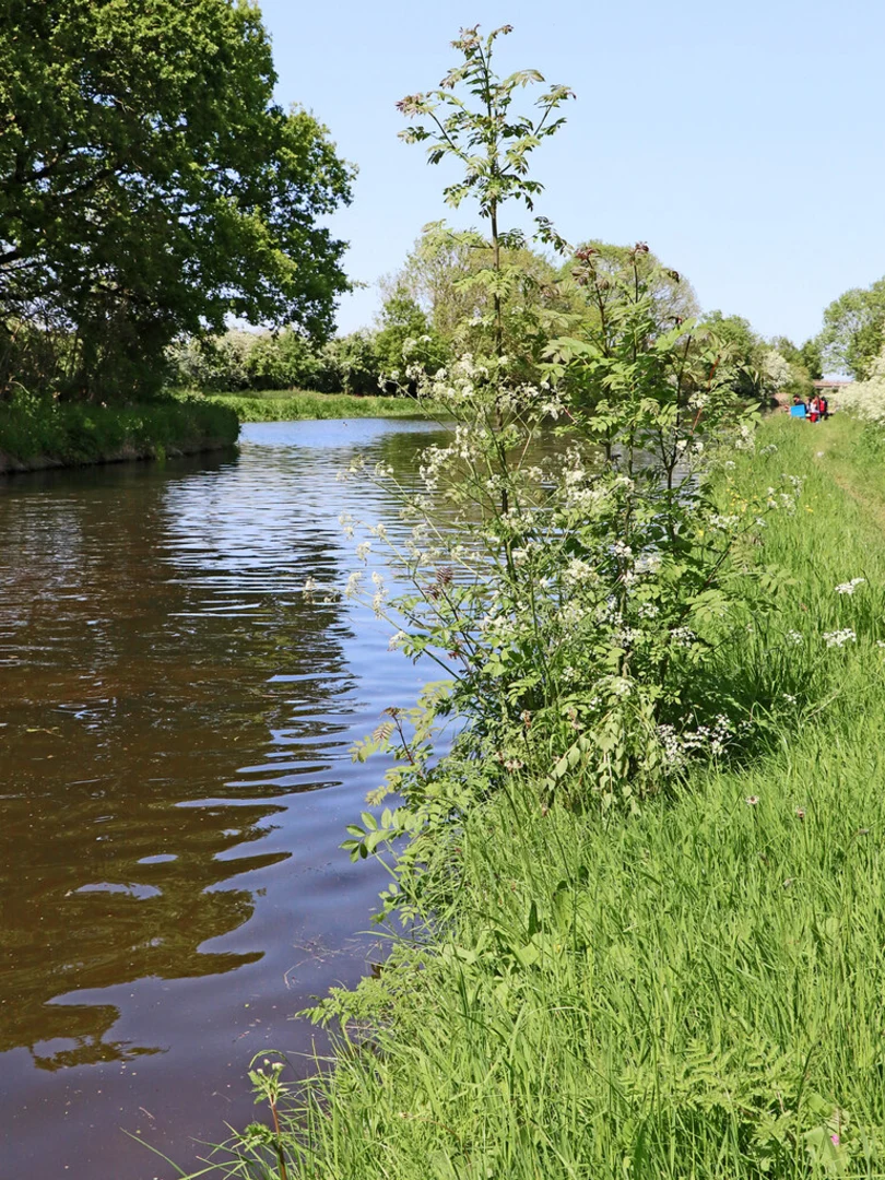An image depicting the trail Breewood to Autherley Junction Walk and its surrounding area.