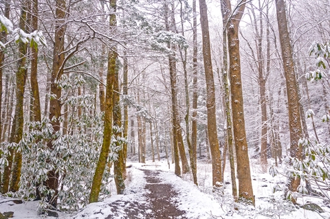 An image depicting the trail Appalachian Trail and Chestnut Branch Loop Trail and its surrounding area.