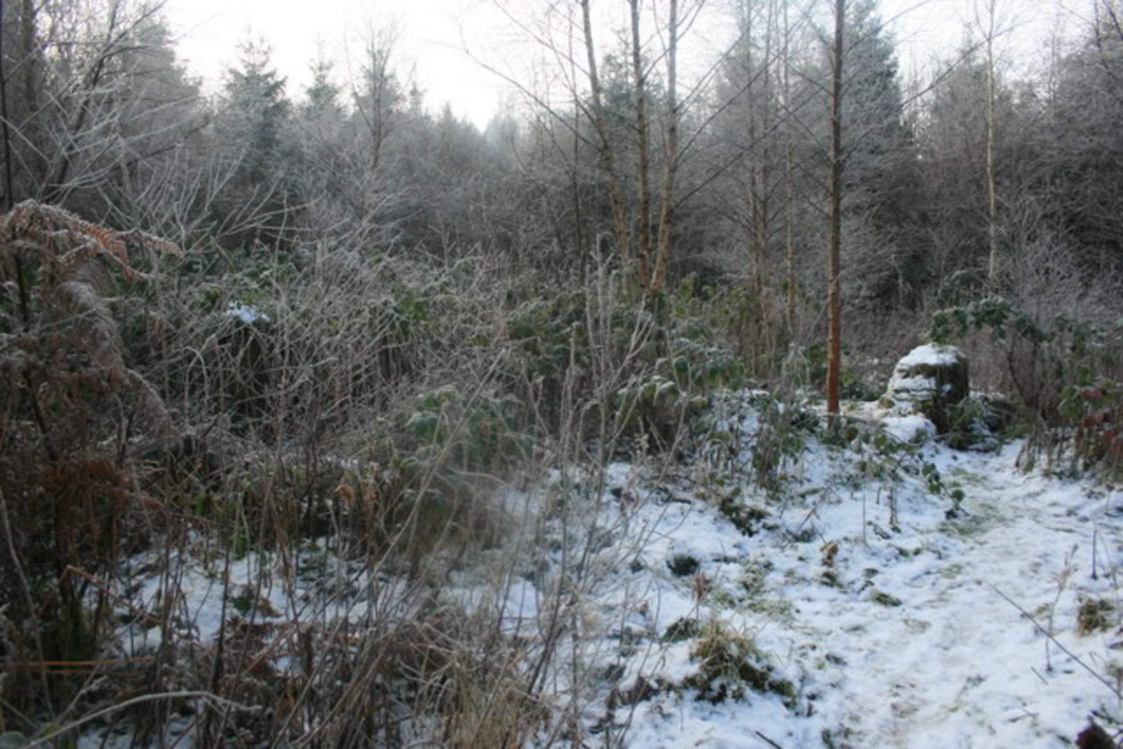 An image depicting the trail The Rossmore Loop and its surrounding area.