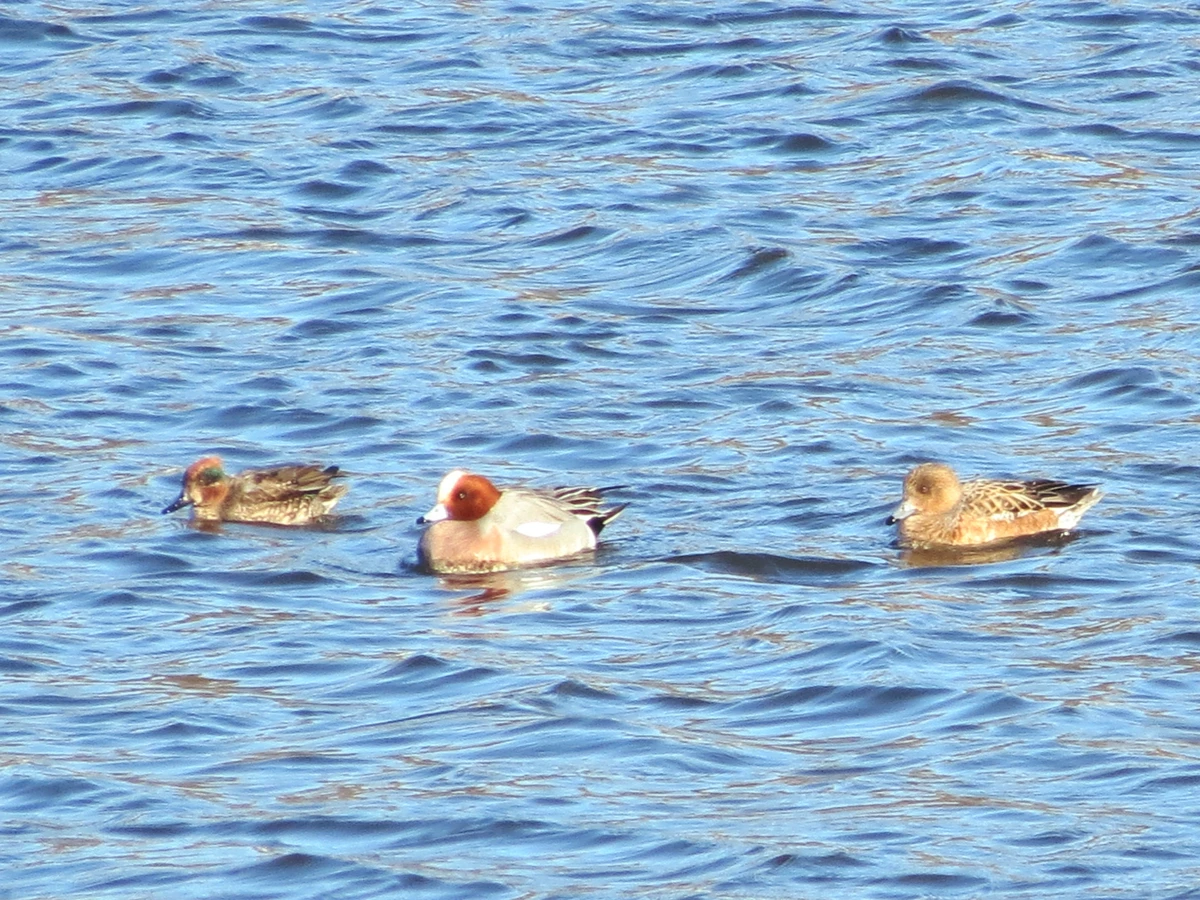 West Branch Brandywine Creek Loop