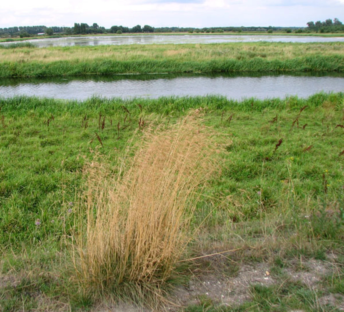 An image depicting the trail Lakenheath Fen and its surrounding area.