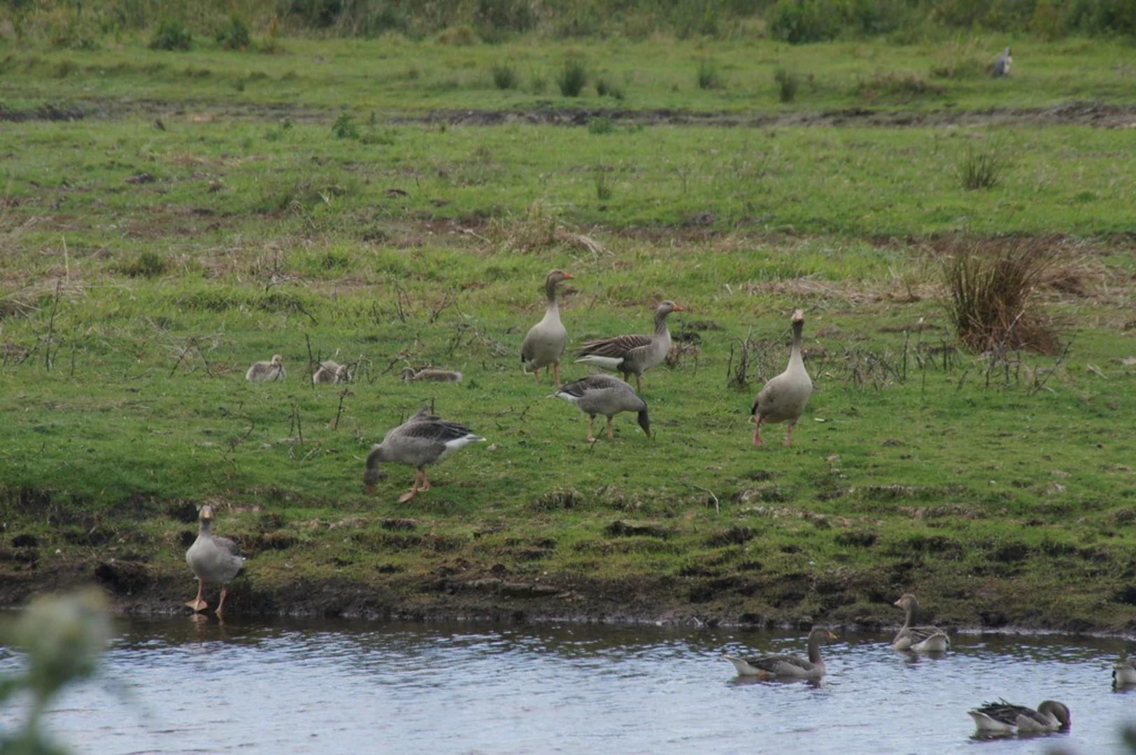 An image depicting the trail Lunt Meadows Walk and its surrounding area.