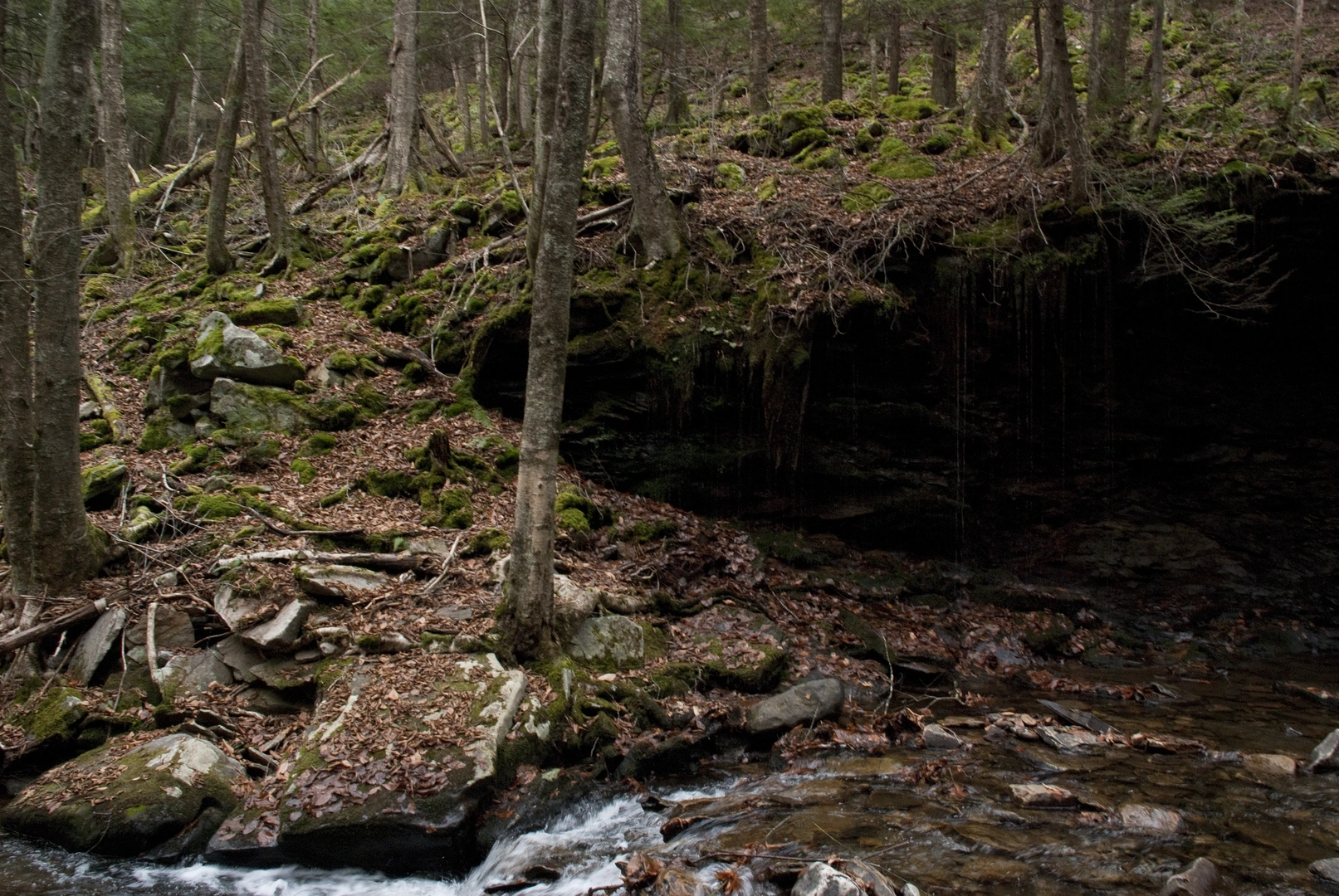 An image depicting the trail Double Run Nature Loop Trail - Green and its surrounding area.