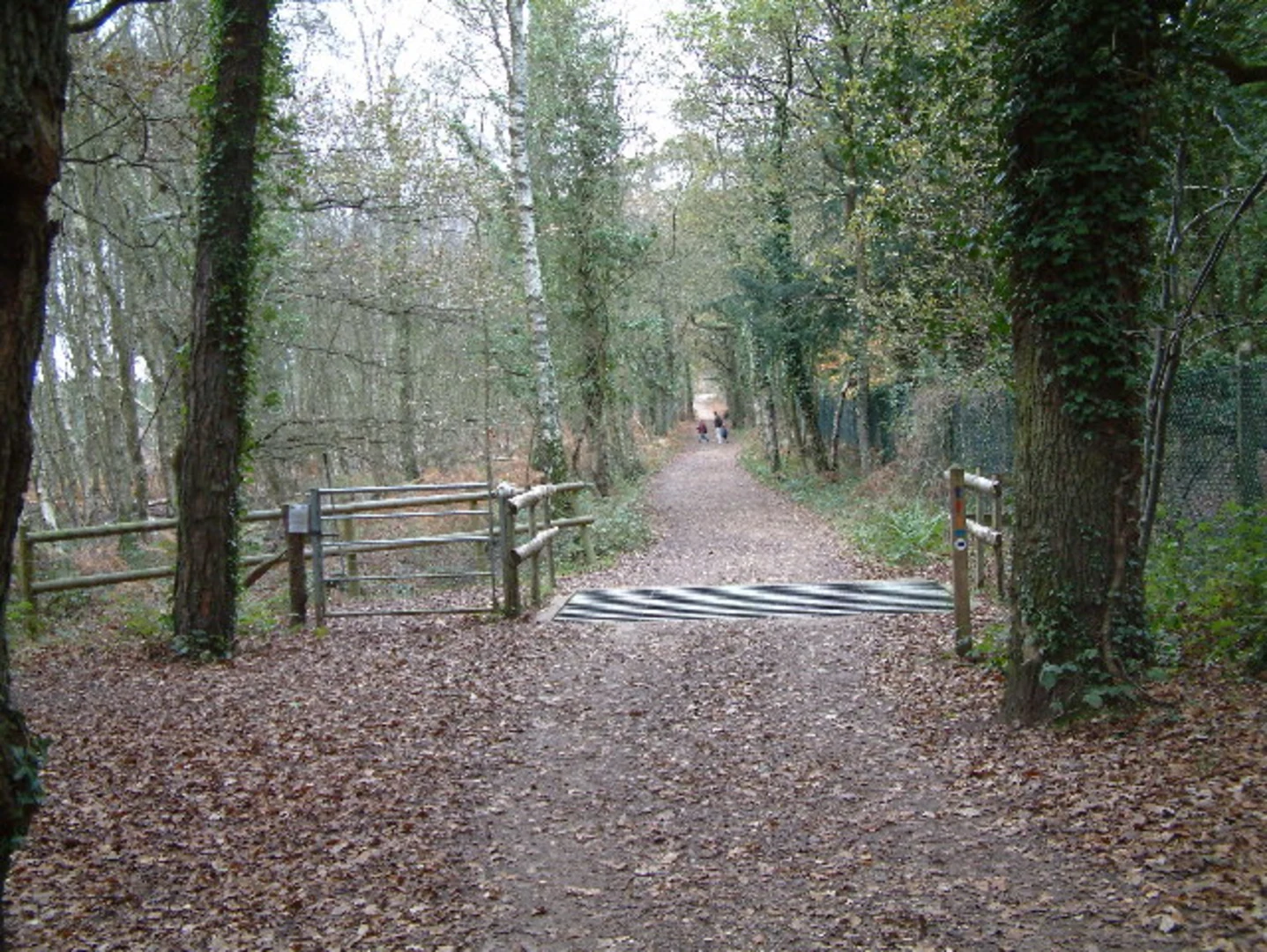 An image depicting the trail Avon Heath South Loop and its surrounding area.