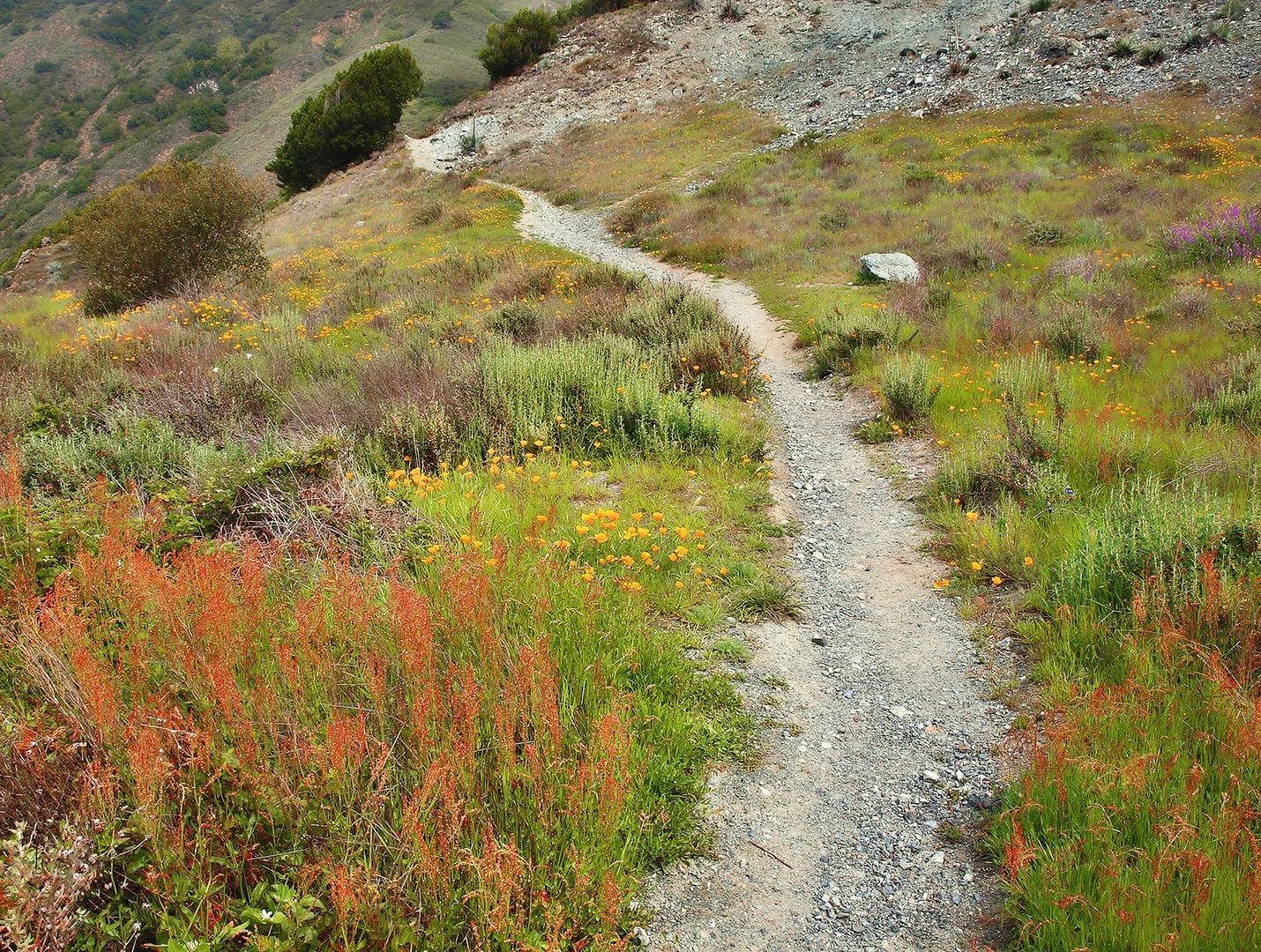 An image depicting the trail Manning Falls and its surrounding area.
