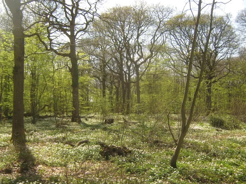 East Blean Wood Loop