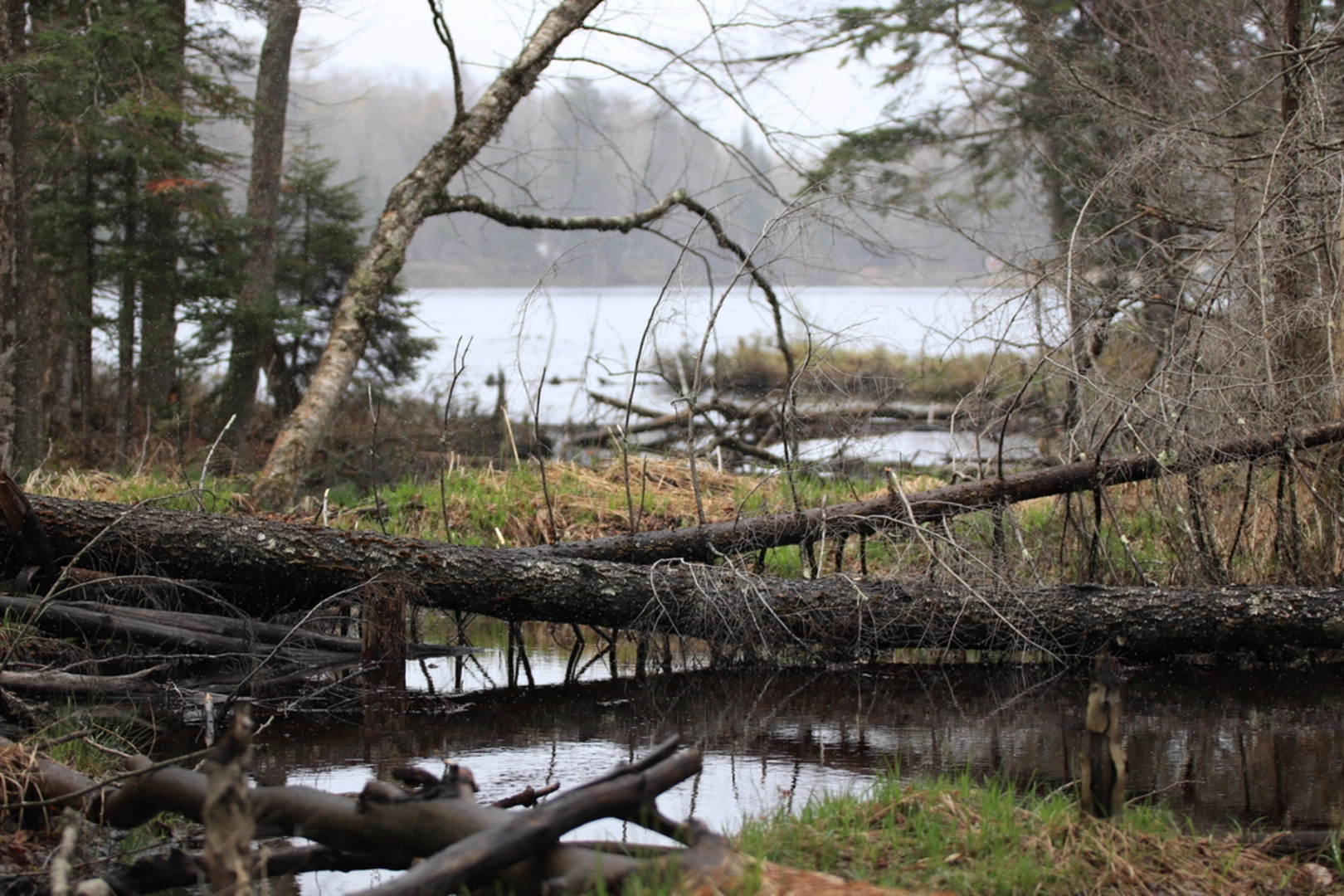 An image depicting the trail Blue Loop Trail - Beaver Dam Road and its surrounding area.