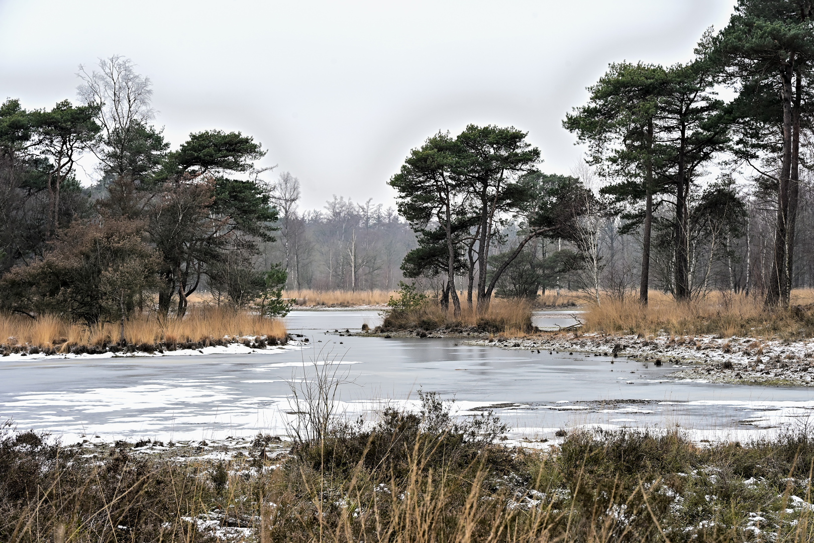 An image depicting the trail Gemeentebossen, De Huffelen and Roovert Loop and its surrounding area.