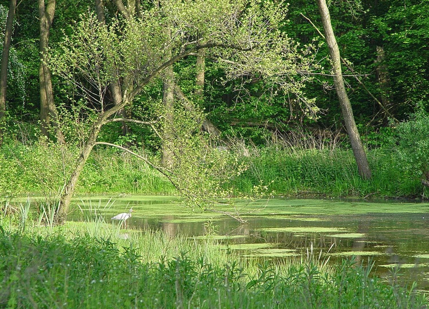 An image depicting the trail Regenrückhaltebecken via Schaphuysen Rundweg and its surrounding area.