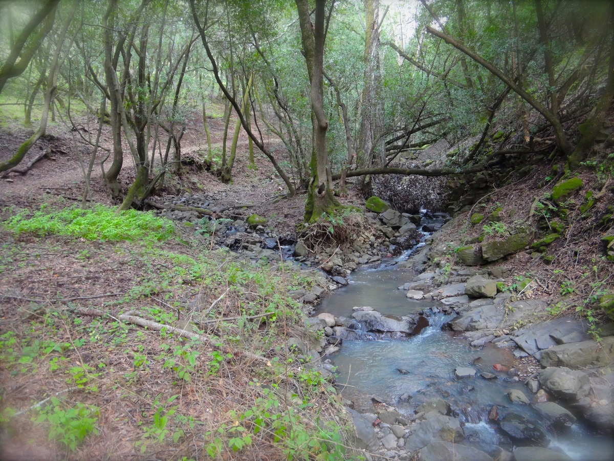 Marie Creek and Lake Loop