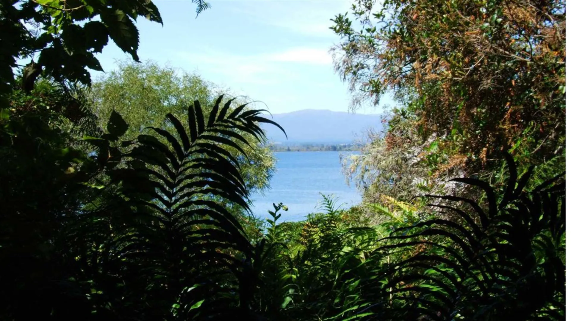 An image depicting the trail Pukawa Bay Walk - Pukawa Bush Walk Loop and its surrounding area.