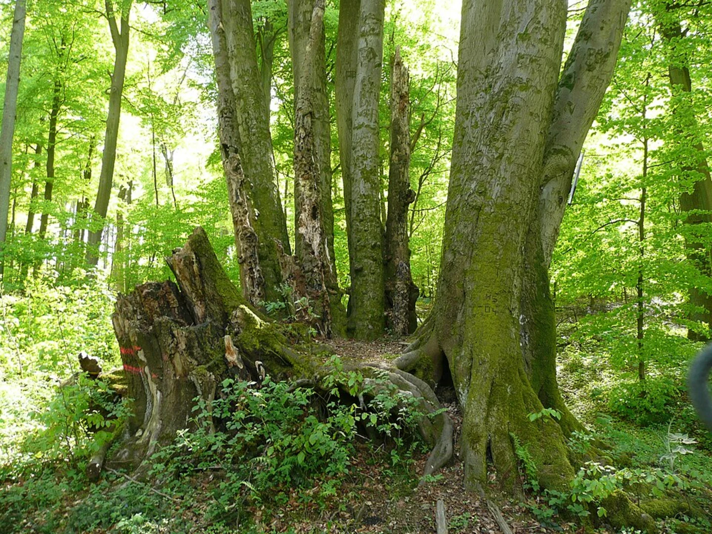 An image depicting the trail Mallendarer Bachtal Loop and its surrounding area.