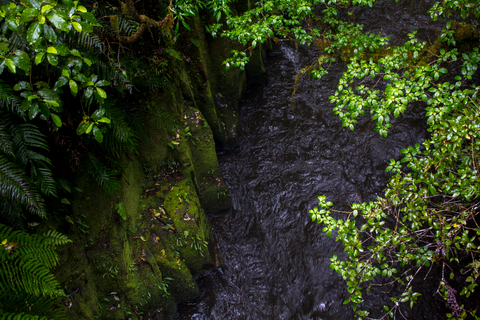 Whirinaki Waterfall Loop Track
