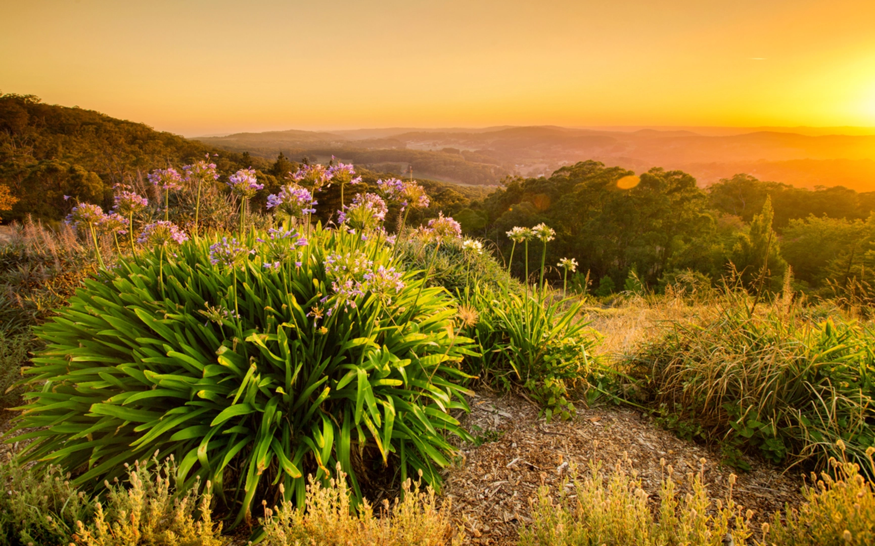 An image depicting the trail Waterfall Gully to Mt Lofty Summit Track and its surrounding area.