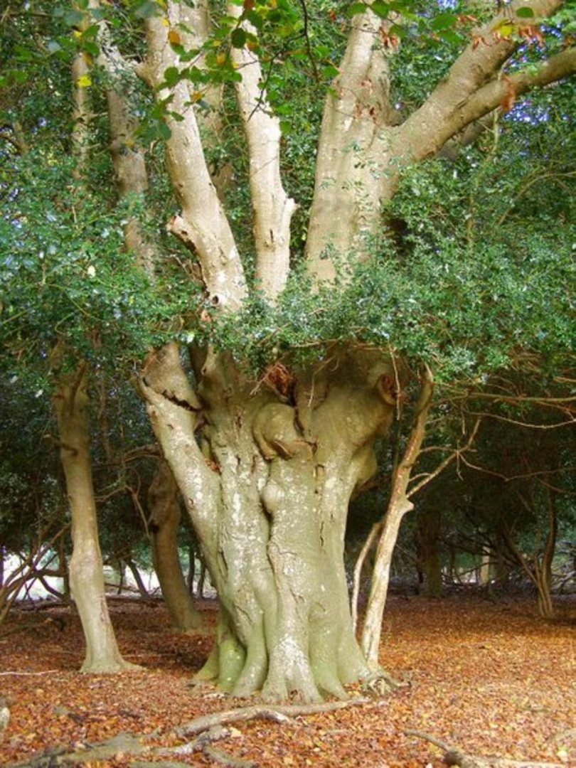 An image depicting the trail Veals Copse, Furzey Gardens and Stonard Wood Loop and its surrounding area.