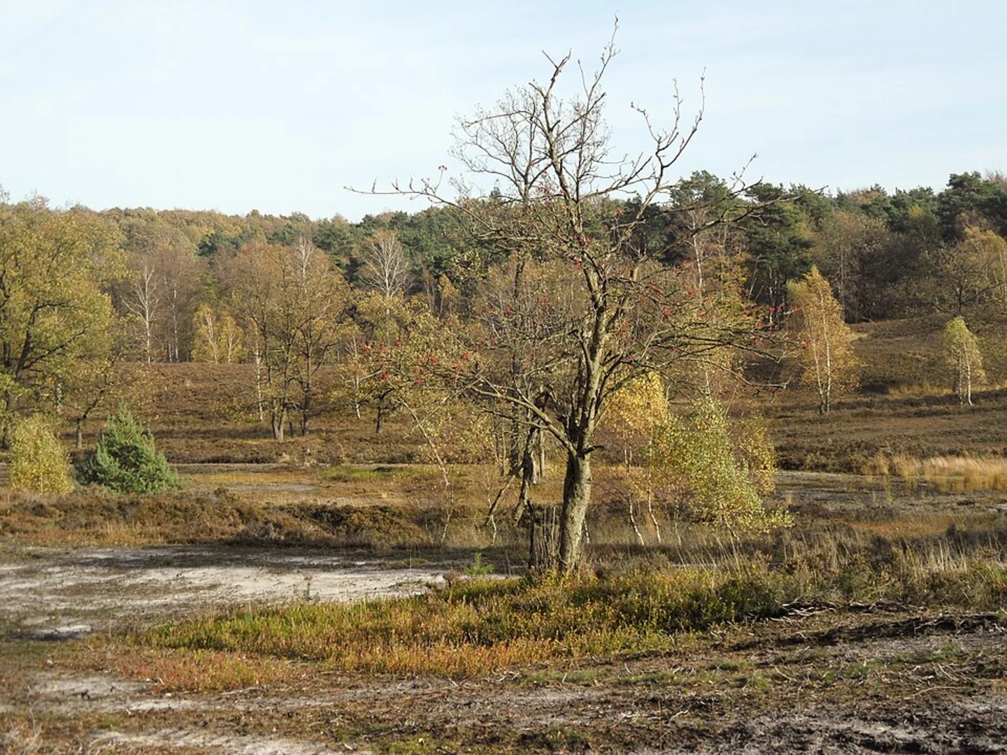 An image depicting the trail Fischbeker Heide Loop and its surrounding area.