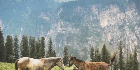 An image depicting the trail Deo Tibba Trek and its surrounding area.