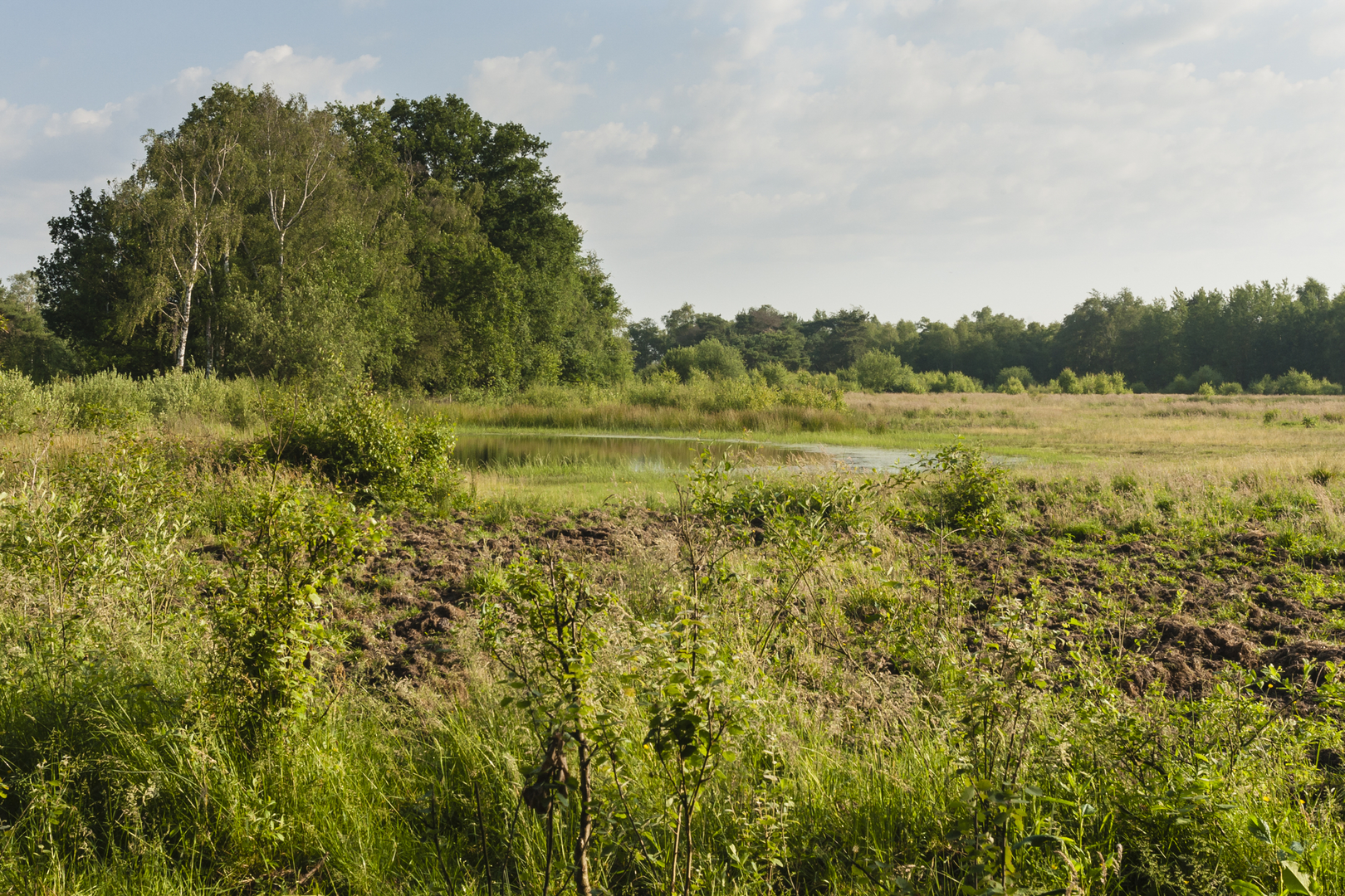 An image depicting the trail De Vrijenberg and De Groote Modderkolk Loop and its surrounding area.