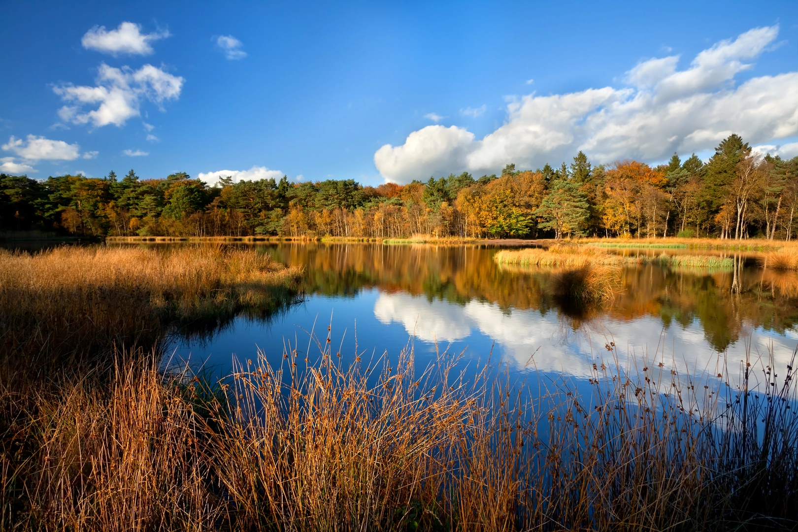 An image depicting the trail Achter Het Hout and Alteveerse Bossen Loop and its surrounding area.
