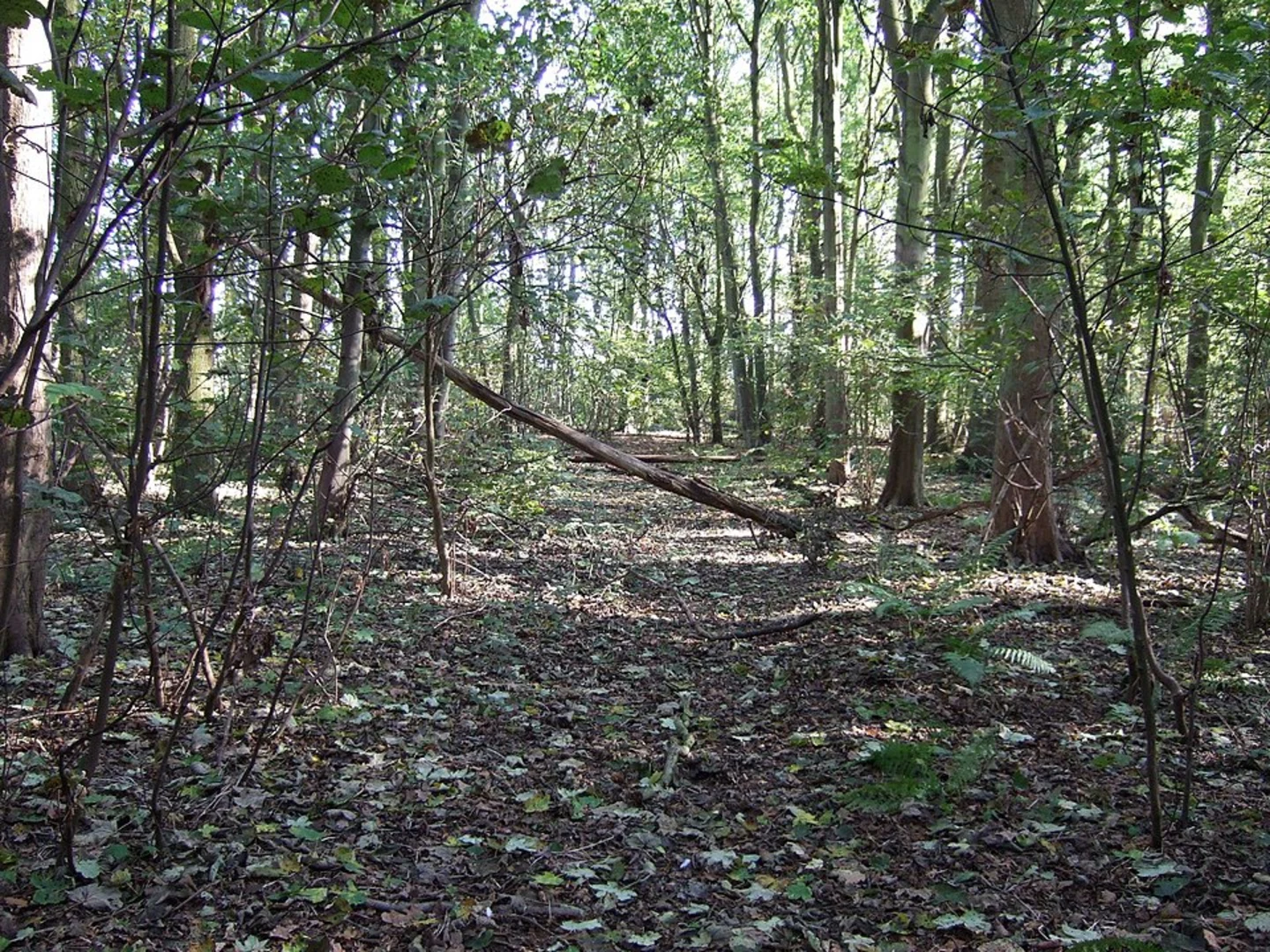 An image depicting the trail Neville Castle, Gillamoor and Rumsdale Plantation Loop and its surrounding area.