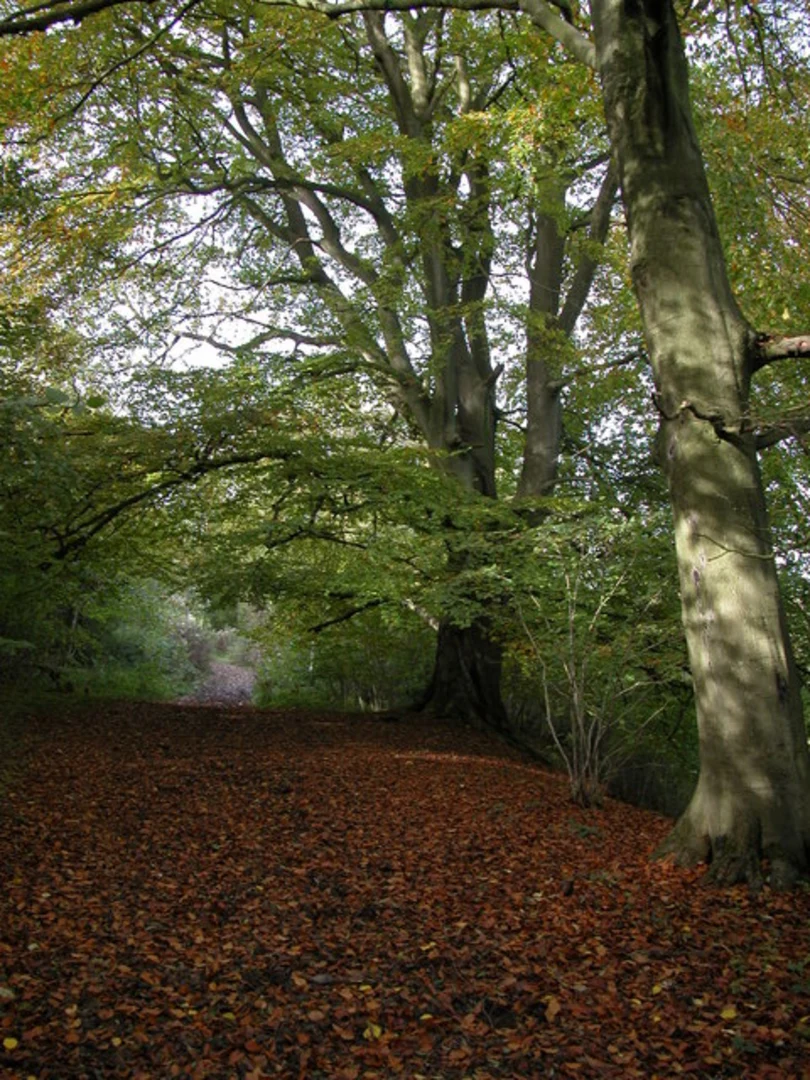 An image depicting the trail Hazel Wood and Longtree Bottom Loop and its surrounding area.